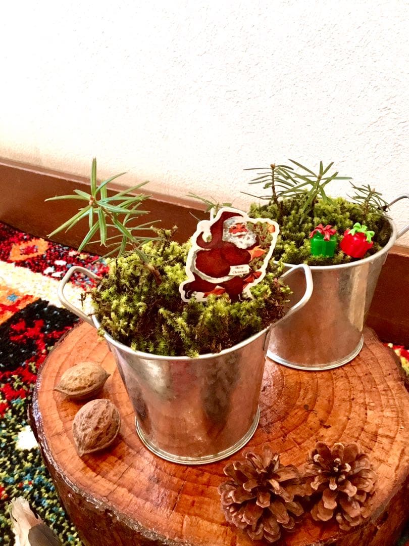 完売　【天然＊野生の小さな小さな樅の木さん】もみの木/生まれたてクリスマスツリー