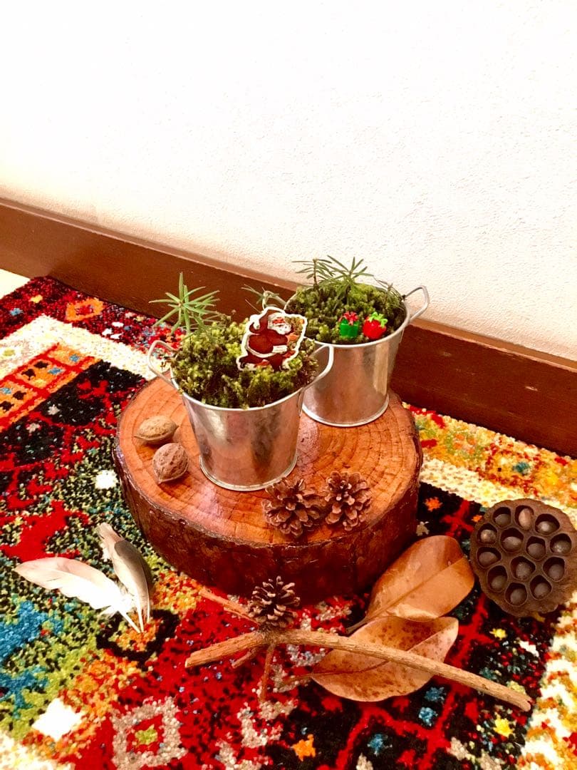 完売　【天然＊野生の小さな小さな樅の木さん】もみの木/生まれたてクリスマスツリー