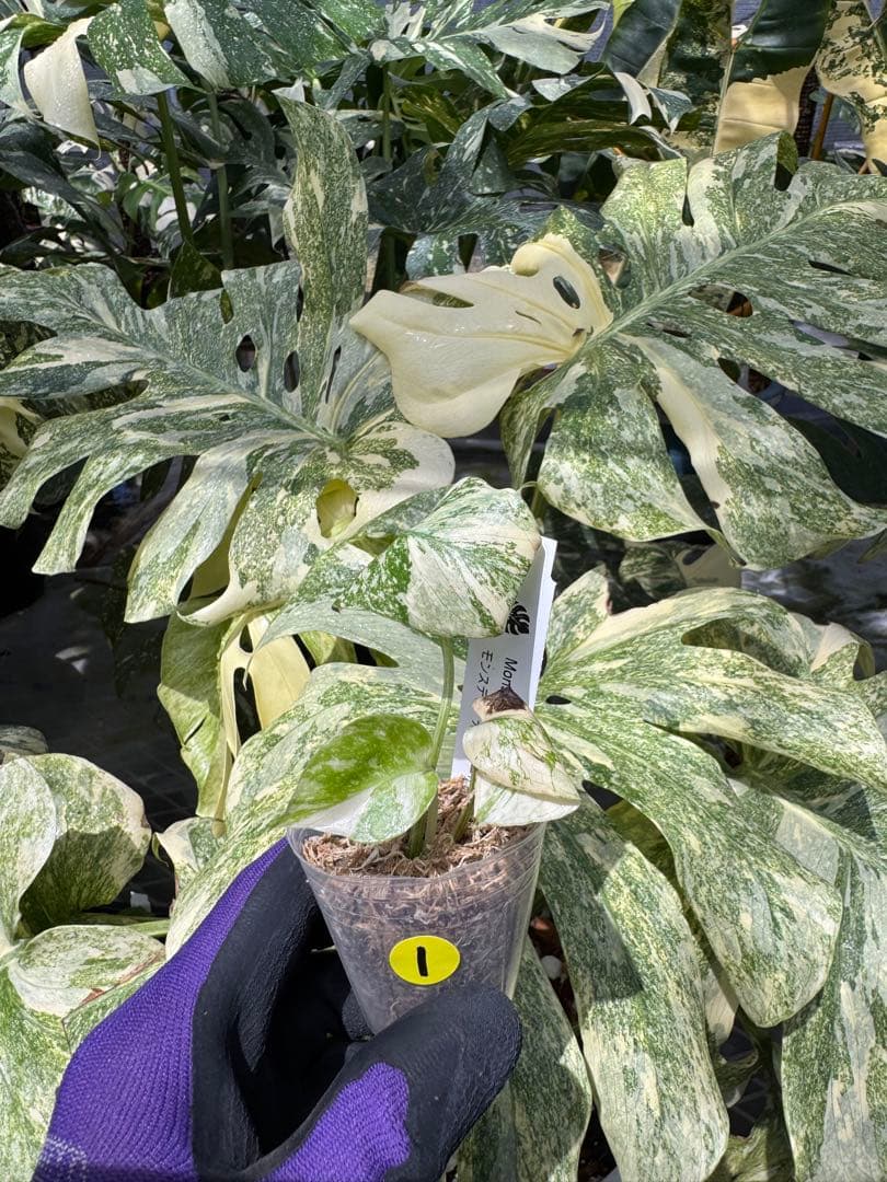 斑入りモンステラホワイトタイガー大茎6株おまとめ希少ボルシギアナ