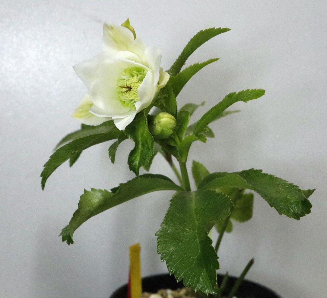 クリスマスローズ　開花株　シャルウィダンス　ホワイト　太めネクタリ