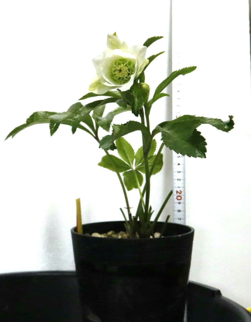 クリスマスローズ　開花株　シャルウィダンス　ホワイト　太めネクタリ