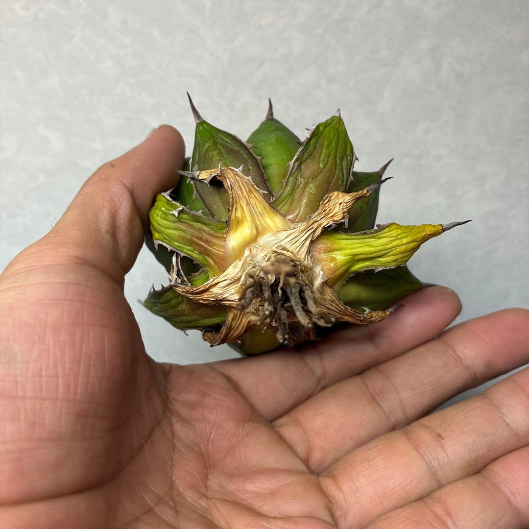 め*ん様 アガベ　姫ホリダ　陽炎タイプ　即購入歓迎⭐︎即日発送