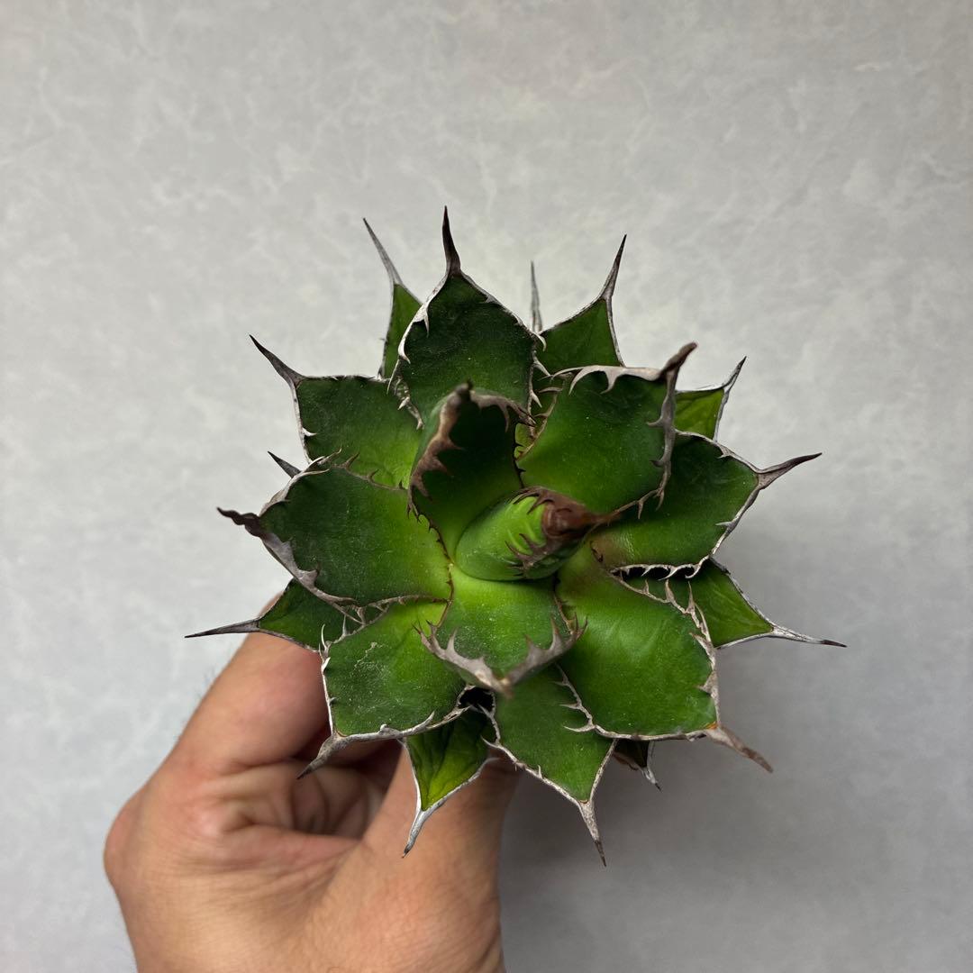 め*ん様 アガベ　姫ホリダ　陽炎タイプ　即購入歓迎⭐︎即日発送