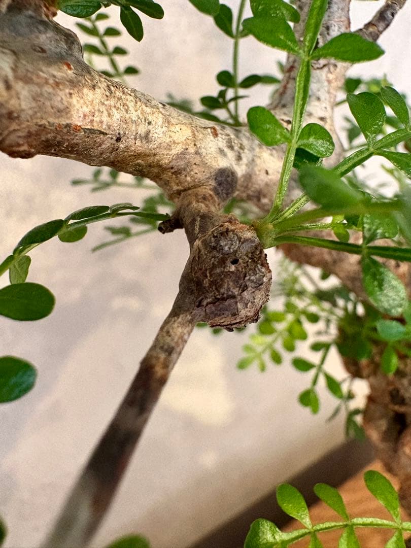 【まんまるパキプス】発根済み　オペルクリカリア　パキプス