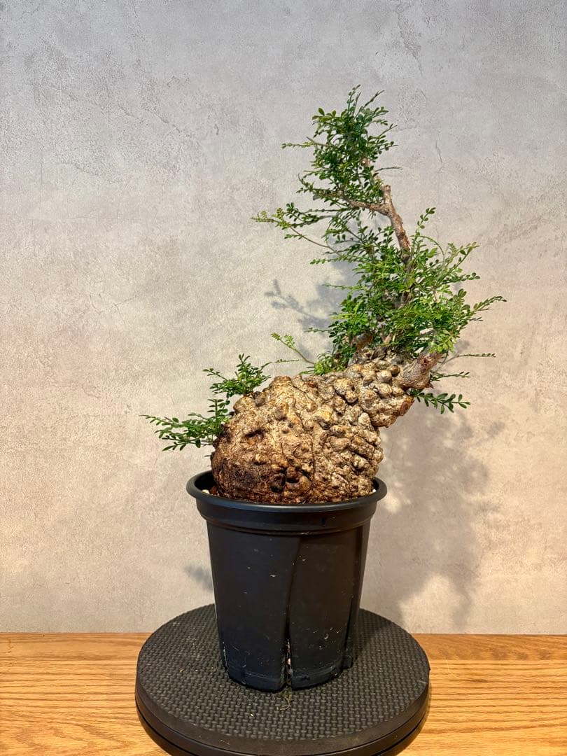 【まんまるパキプス】発根済み　オペルクリカリア　パキプス