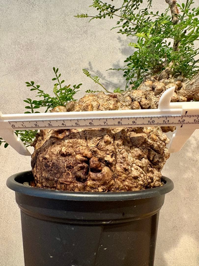 【まんまるパキプス】発根済み　オペルクリカリア　パキプス