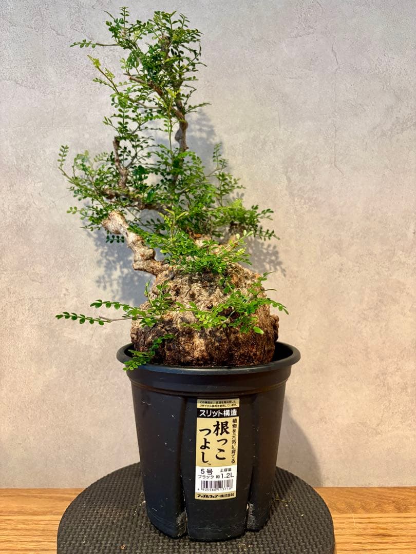 【まんまるパキプス】発根済み　オペルクリカリア　パキプス