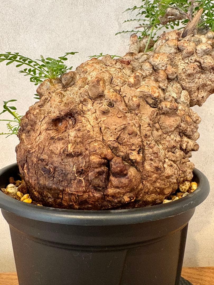 【まんまるパキプス】発根済み　オペルクリカリア　パキプス