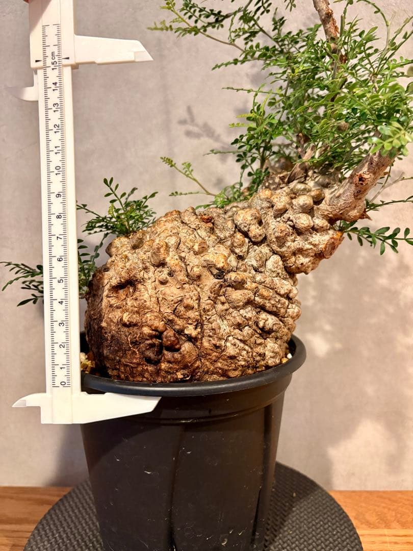 【まんまるパキプス】発根済み　オペルクリカリア　パキプス