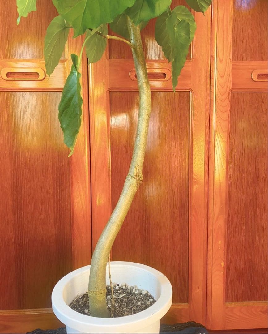 フィカスウンベラータ 8号鉢 高さ140cm