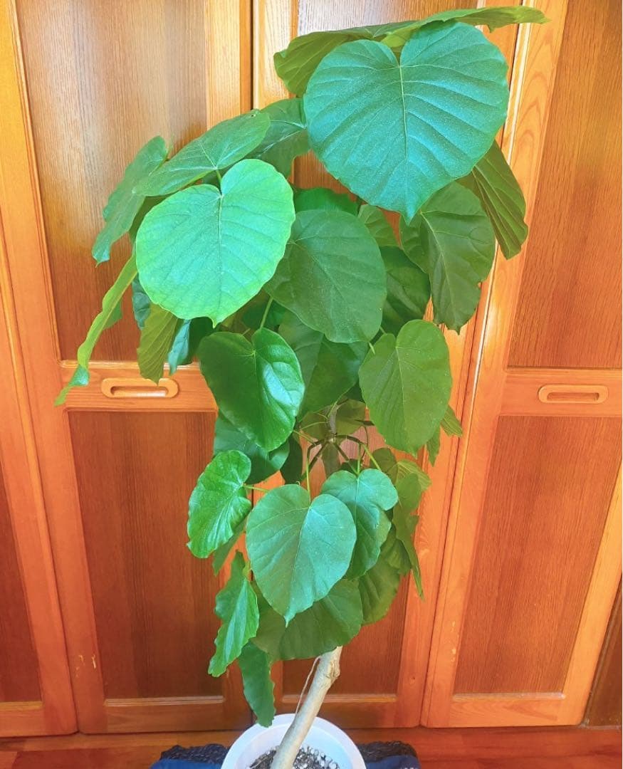 フィカスウンベラータ 8号鉢 高さ140cm