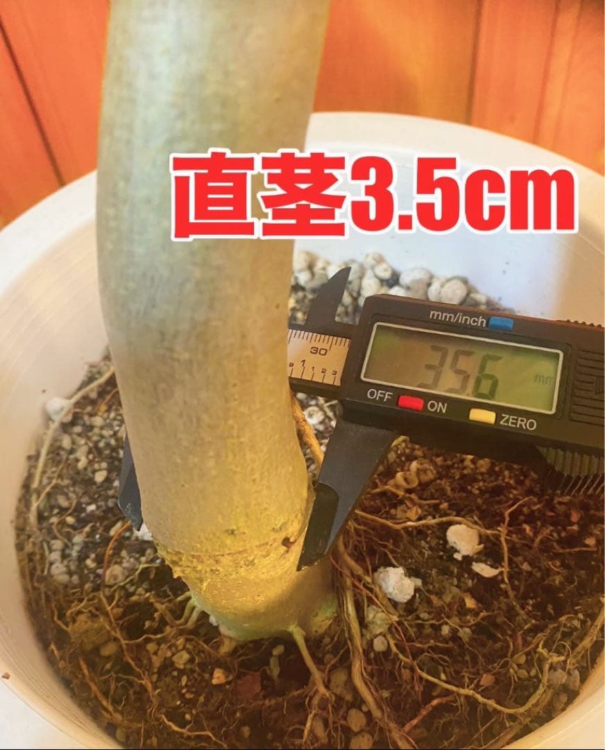 フィカスウンベラータ 8号鉢 高さ140cm