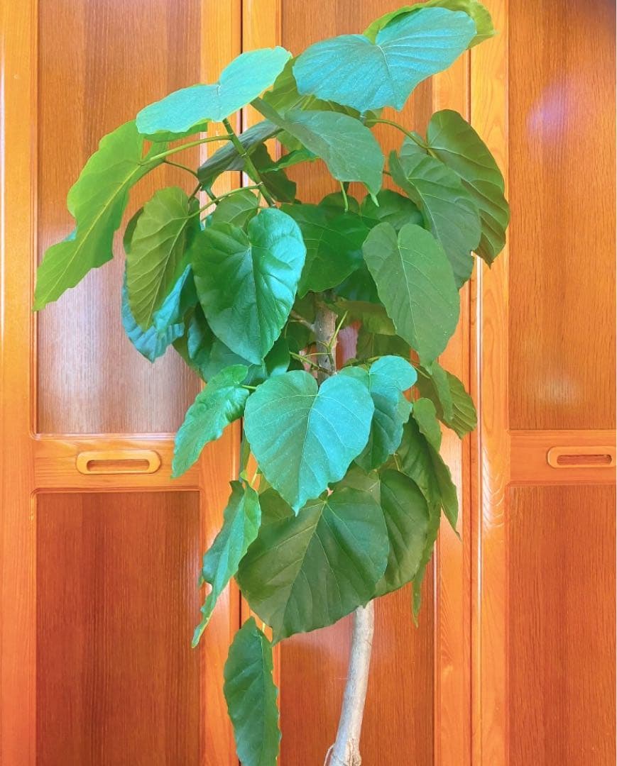 フィカスウンベラータ 8号鉢 高さ140cm