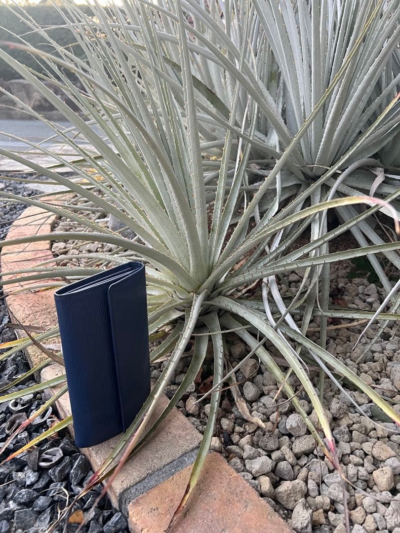 プヤ　セルーレア