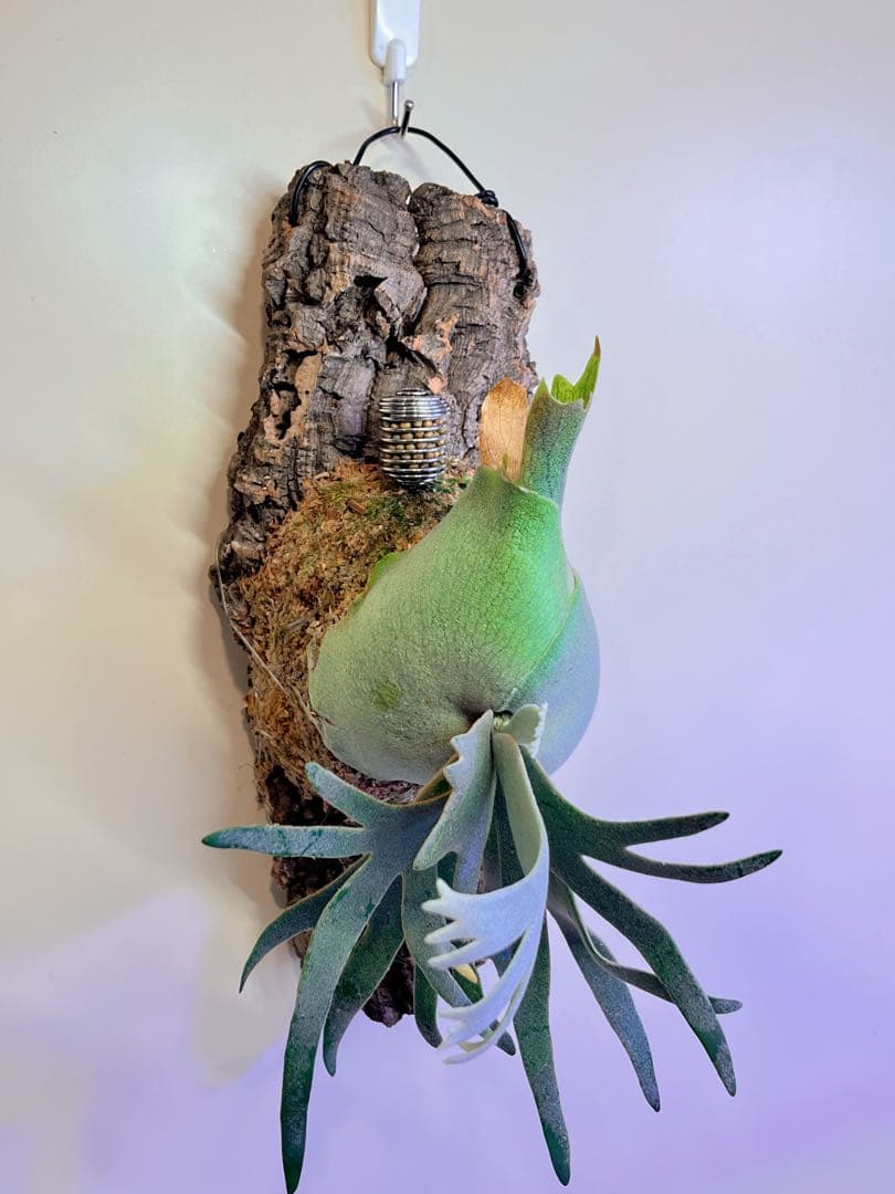 ステンレス製肥料バスケット 肥料バスケット ビカクシダ5個セット