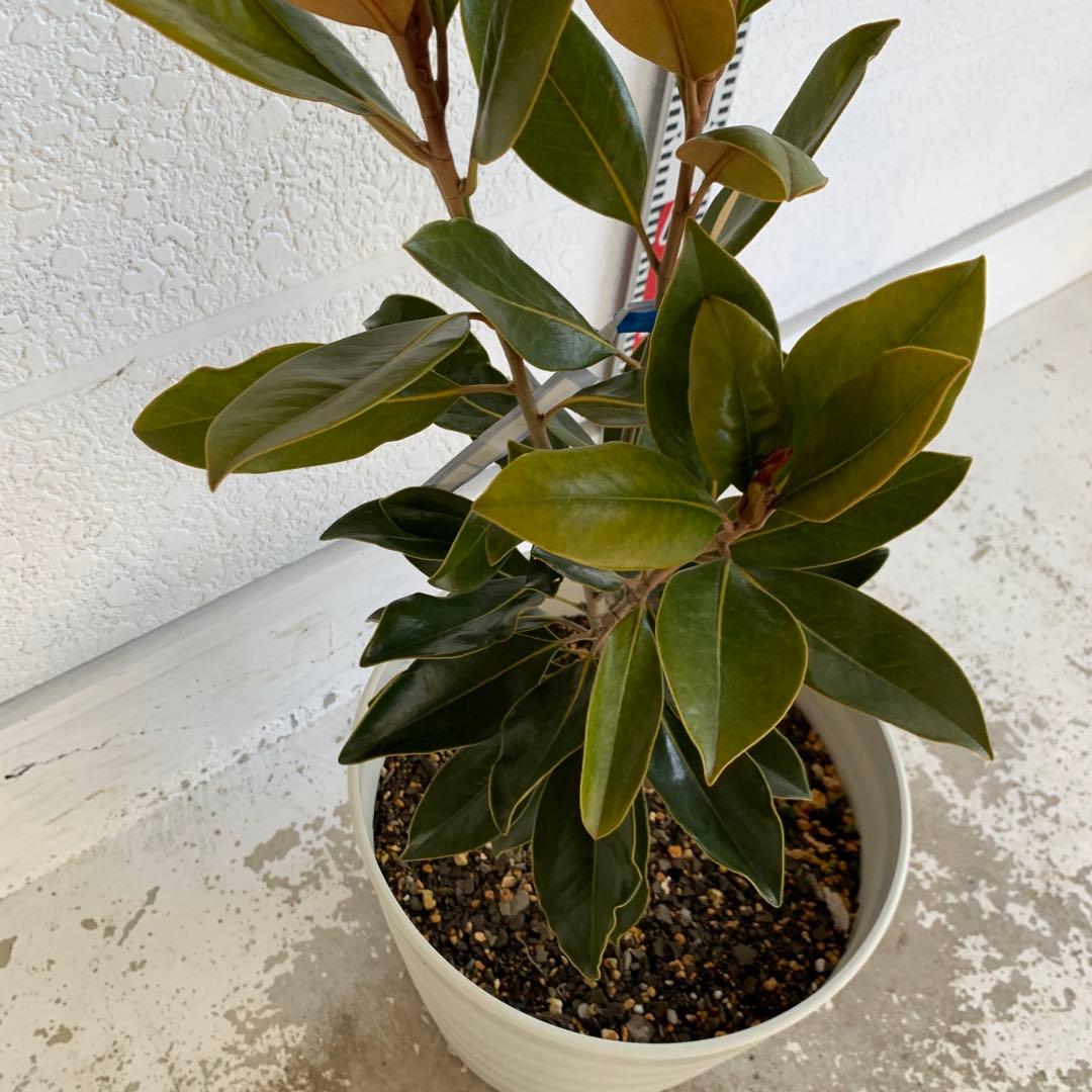 タイサンボク リトルジェム 約70cm 大山木 希少種 苗木 鉢植え 08