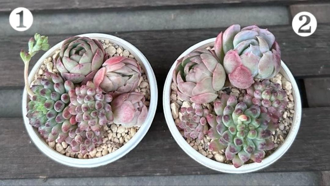 ⚠️オークション➀⚠️ 現品 エケベリア 寄せ植え 多肉弁当 多肉植物