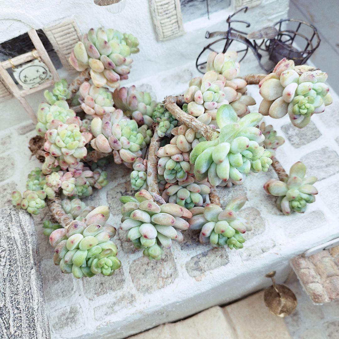 クラバツム(大群生)◎多肉植物 カット苗 韓国苗 エケベリア等