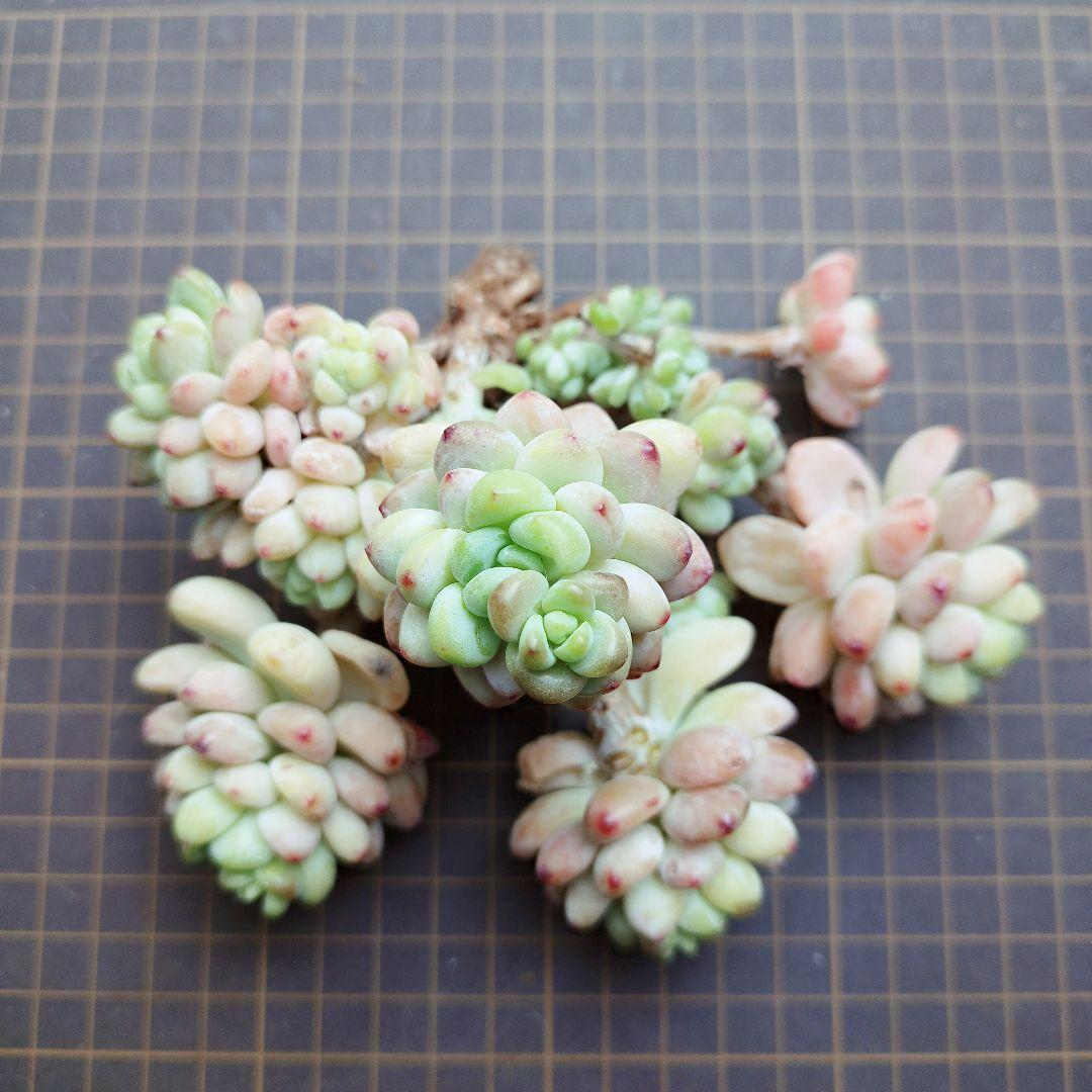 クラバツム(大群生)◎多肉植物 カット苗 韓国苗 エケベリア等