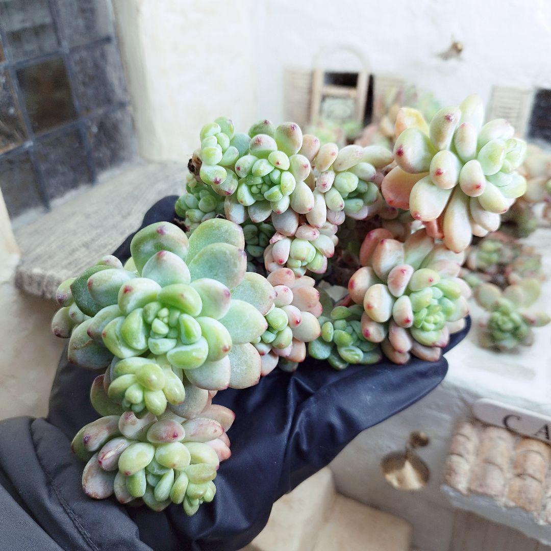 クラバツム(大群生)◎多肉植物 カット苗 韓国苗 エケベリア等