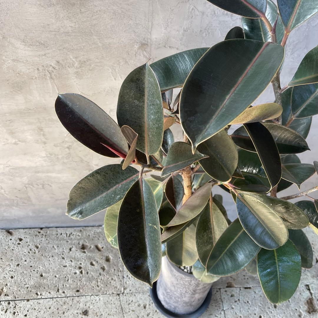 大型　フィカス　バーガンディ　アンティーク調　陶器鉢　植え込み発送