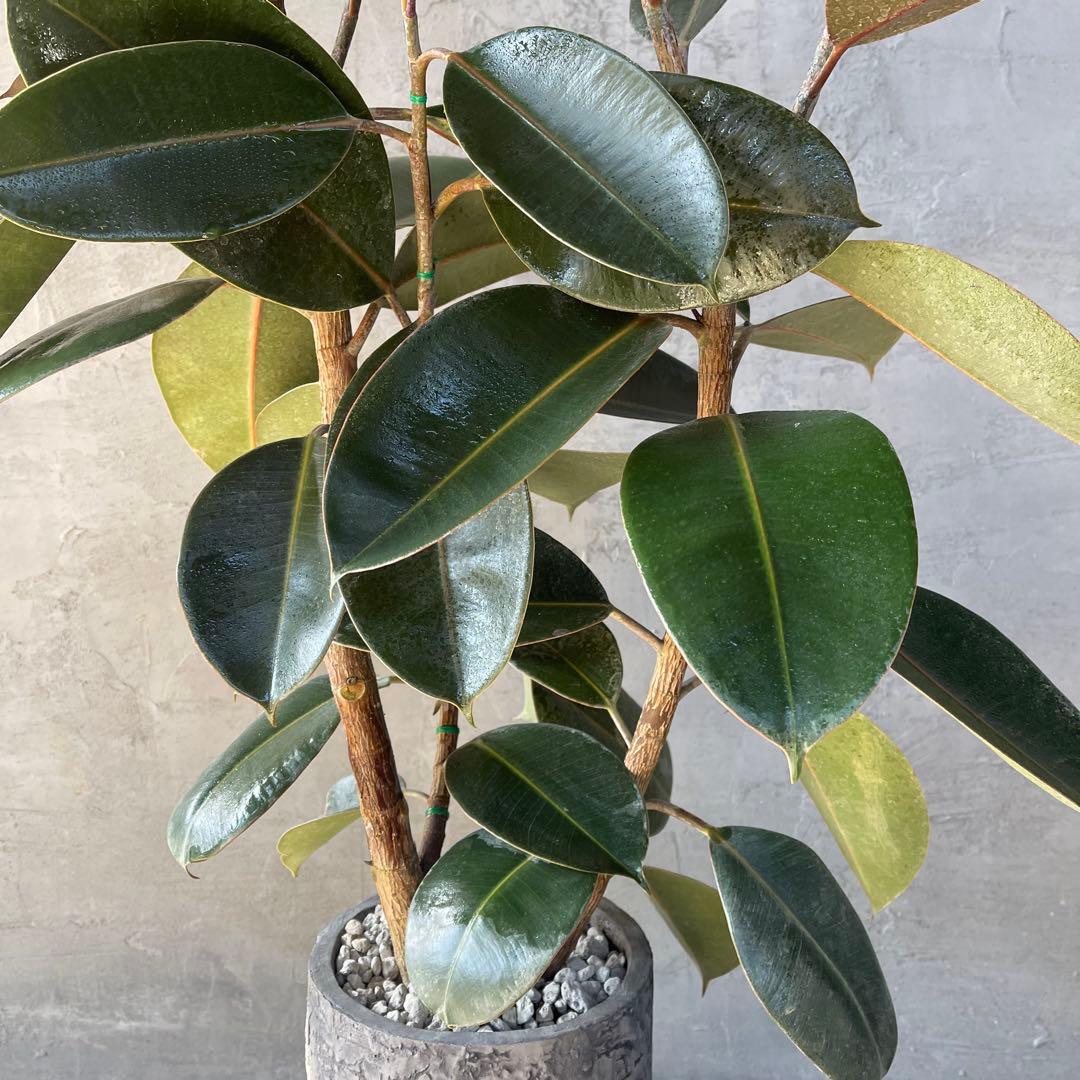 大型　フィカス　バーガンディ　アンティーク調　陶器鉢　植え込み発送