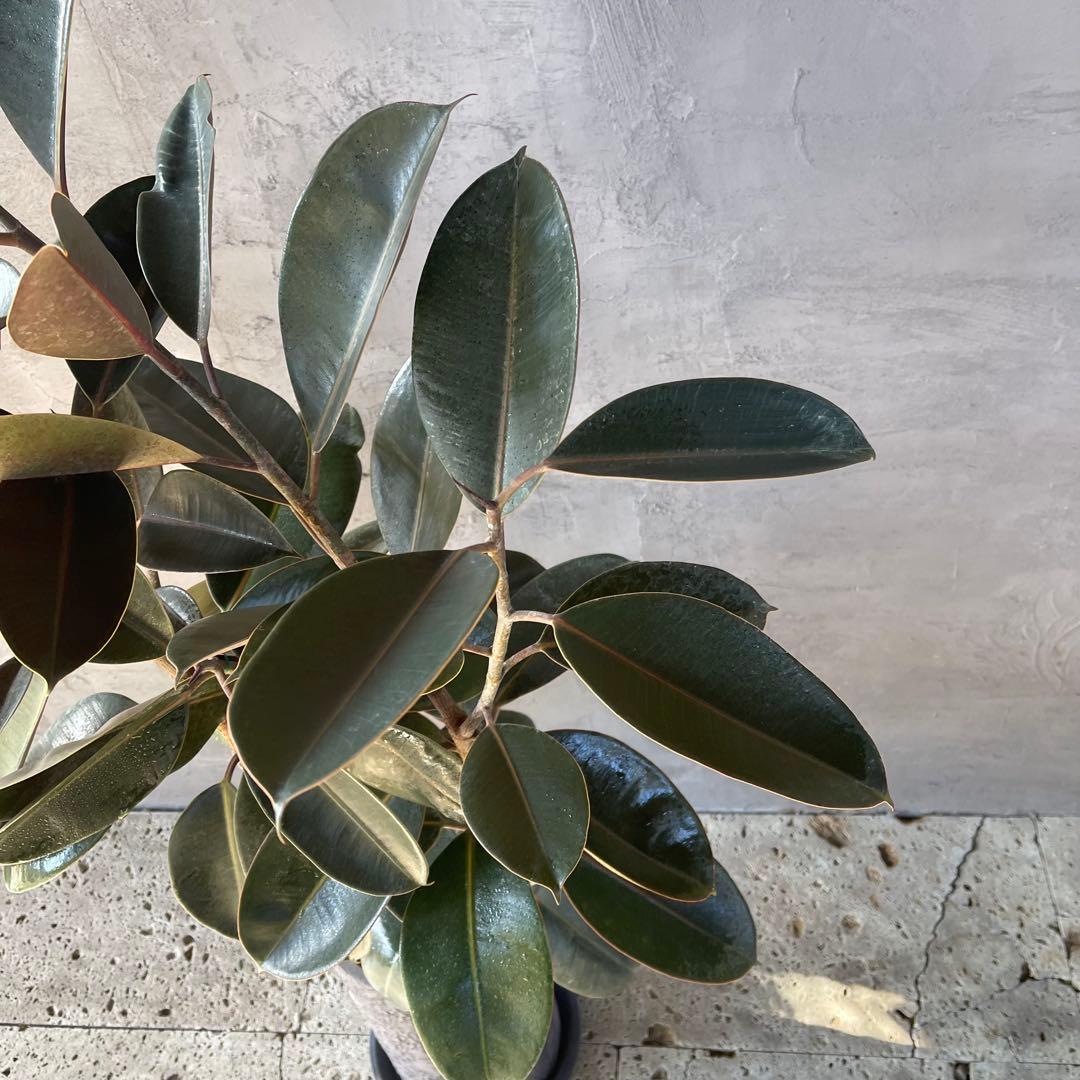 大型　フィカス　バーガンディ　アンティーク調　陶器鉢　植え込み発送