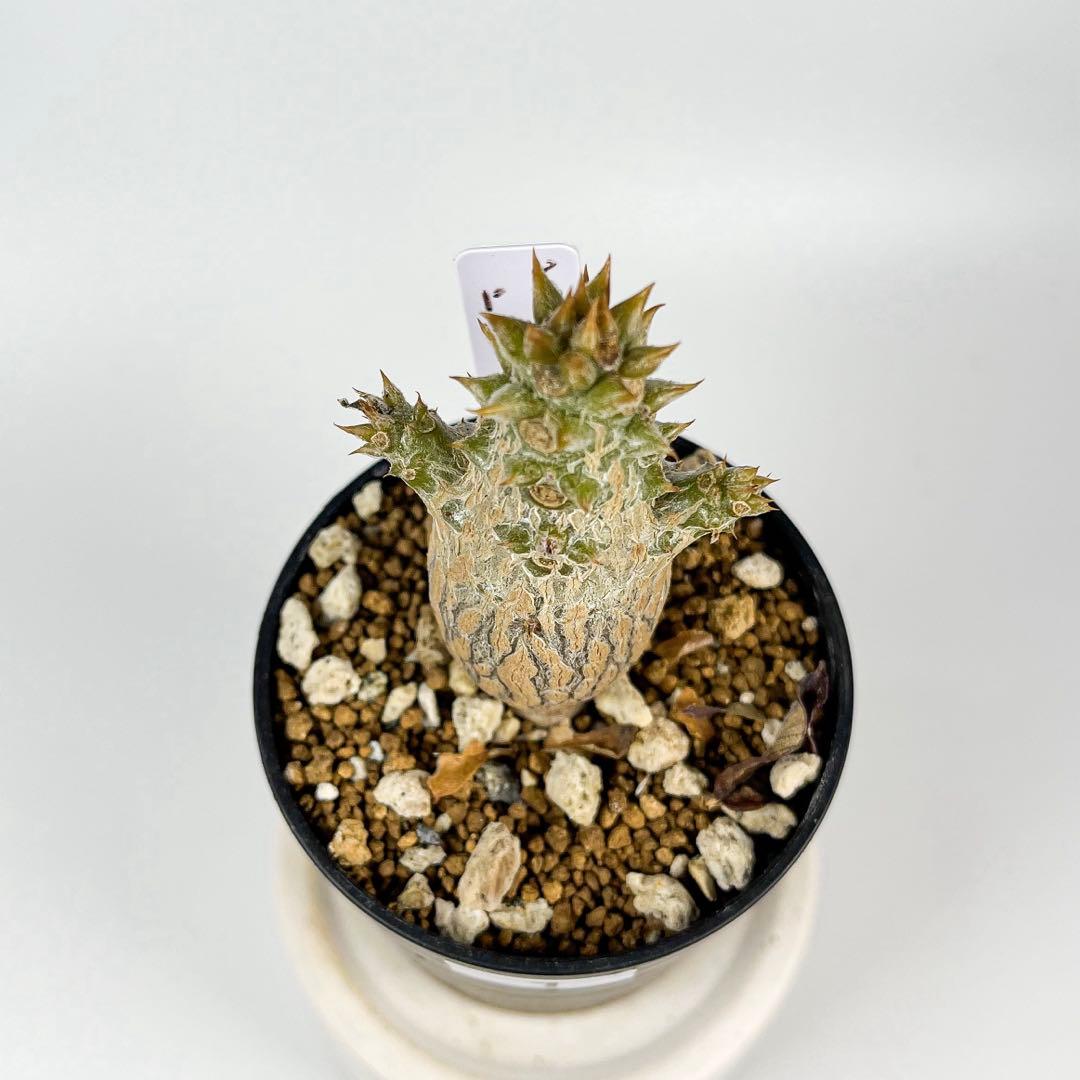 パキポディウム・ウィンゾリー 実生9