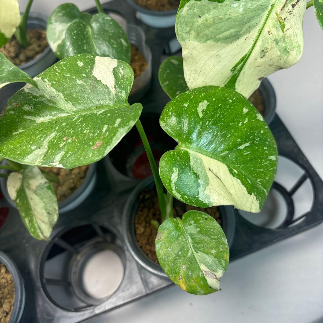 ま*8様 10株セット訳ありa16【特別選抜】モンステラ・タイコンステレーション