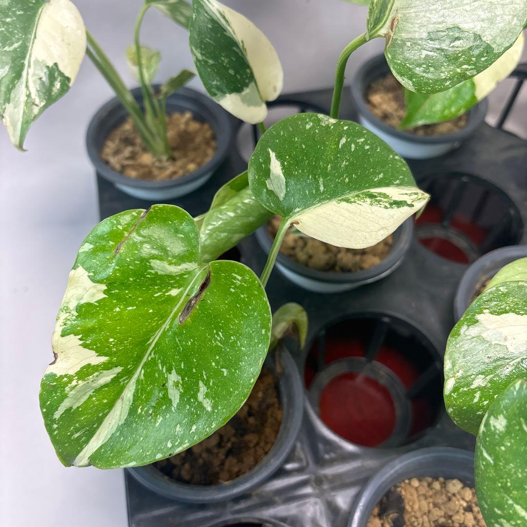 ま*8様 10株セット訳ありa16【特別選抜】モンステラ・タイコンステレーション