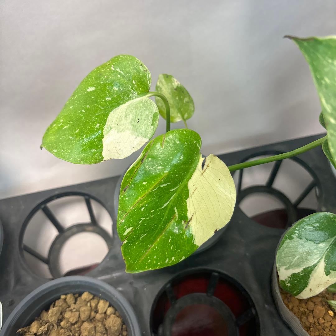 ま*8様 10株セット訳ありa16【特別選抜】モンステラ・タイコンステレーション