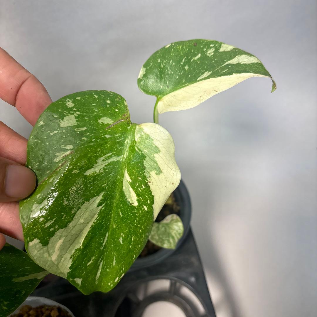 ま*8様 10株セット訳ありa16【特別選抜】モンステラ・タイコンステレーション