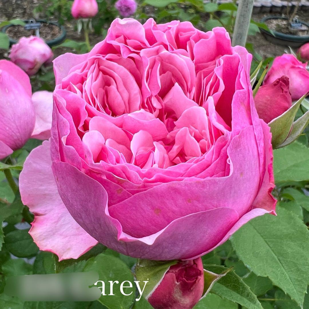 ❁ひろココ♡❁