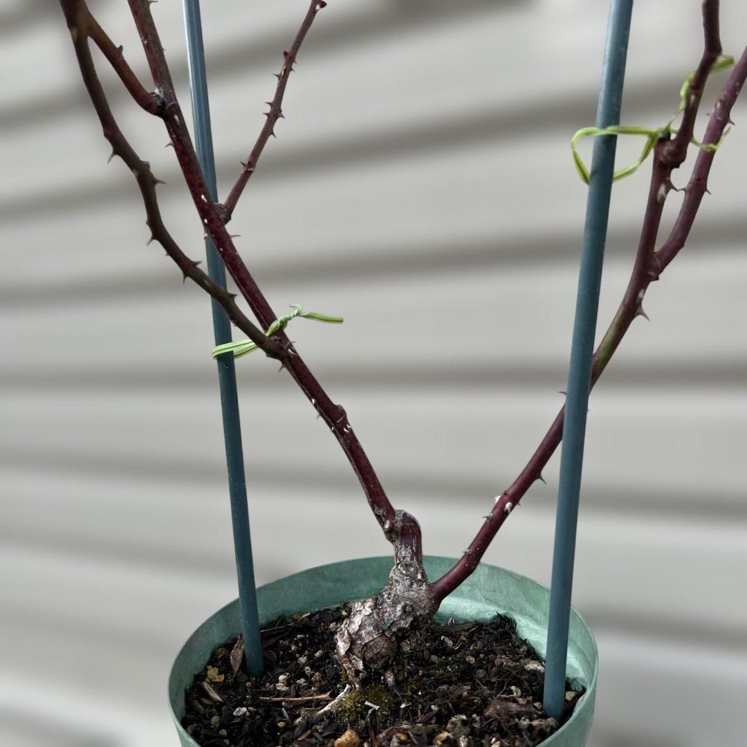 ❁ひろココ♡❁