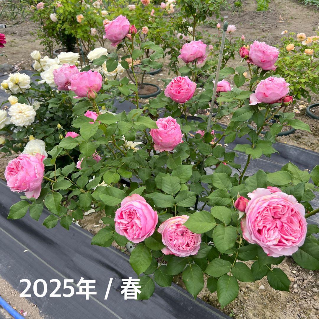 ❁ひろココ♡❁