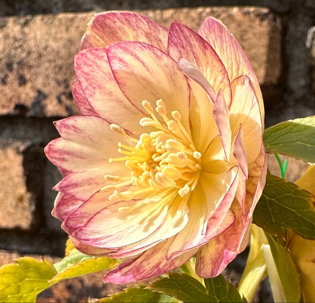 クリスマスローズ 蜃気楼 dd 交配苗 大木ナーサリー - メルカリ