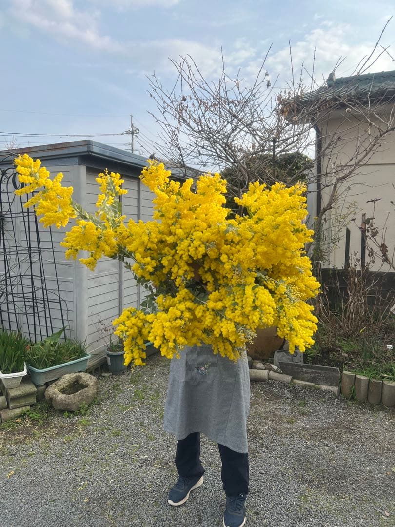 フレッシュパールアカシア 切りたてダンボールいっぱい - メルカリ