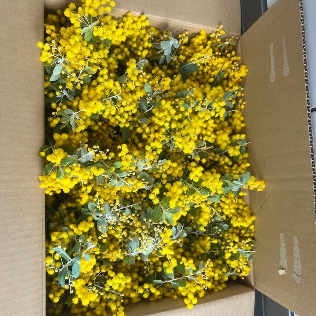 フレッシュパールアカシア 切りたてダンボールいっぱい - メルカリ