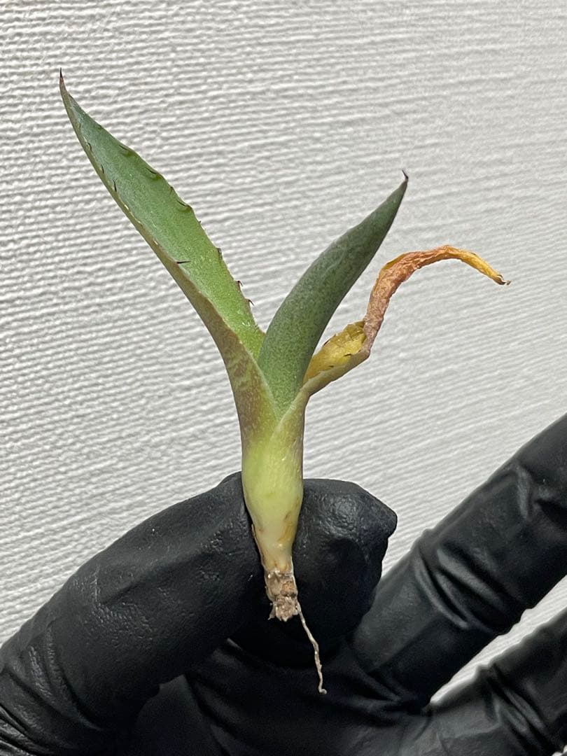 f*w様 ジェレミー産 アガベ カレイドスコープ Agave Kaleidosc - メルカリ