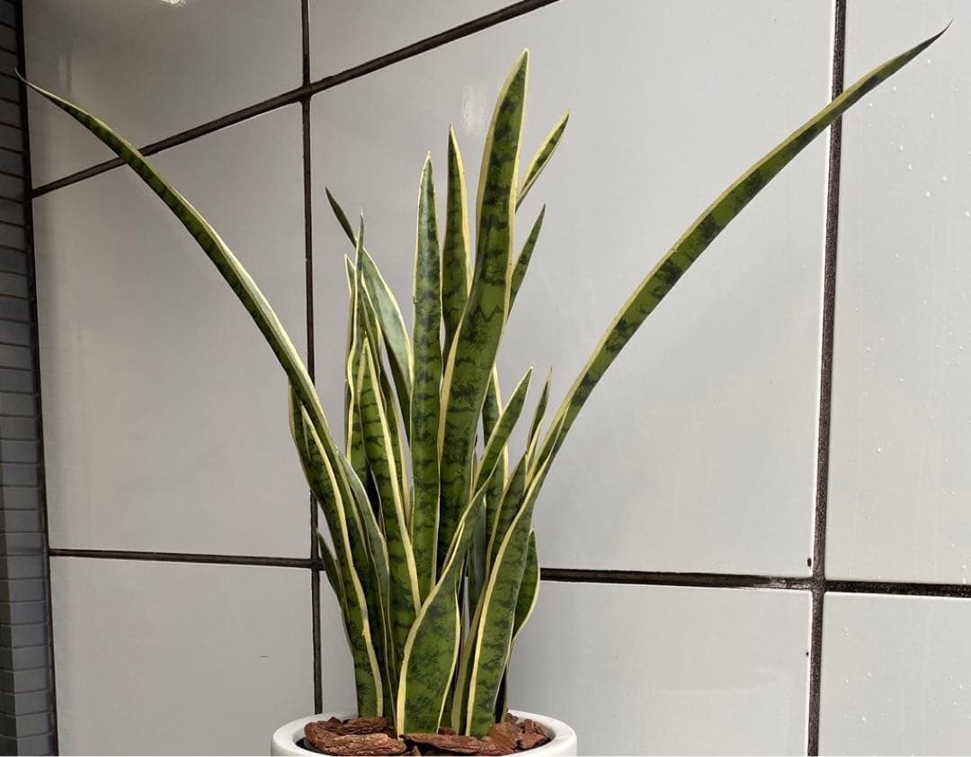 光触媒　人工観葉植物　フェイクグリーン　サンスベリアスタンドセット