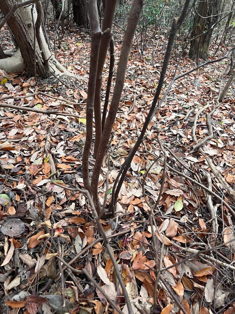 現品 ミツバツツジ 自然樹形 株立 2mほど 山採り 004