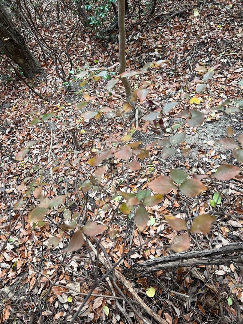 現品 ミツバツツジ 自然樹形 株立 2mほど 山採り 004