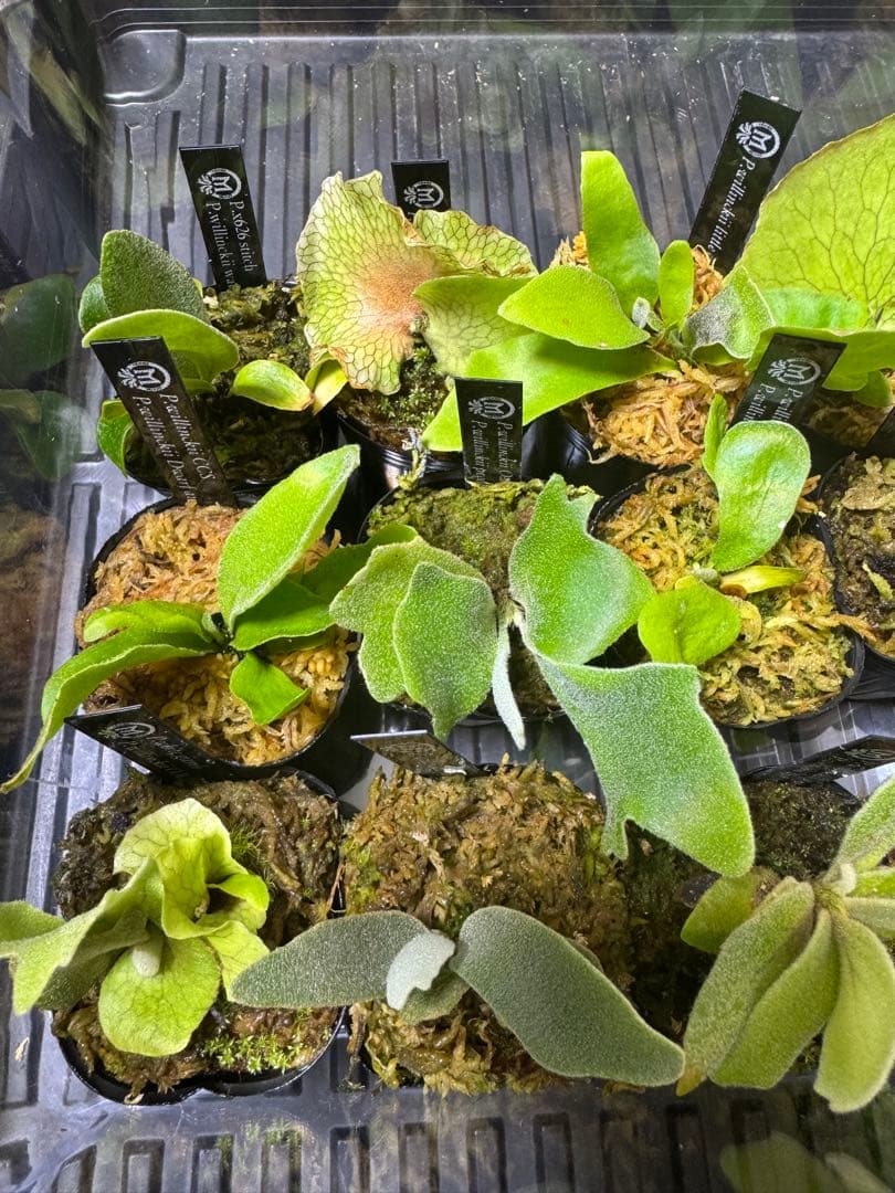 ビカクシダ 15種 - メルカリ