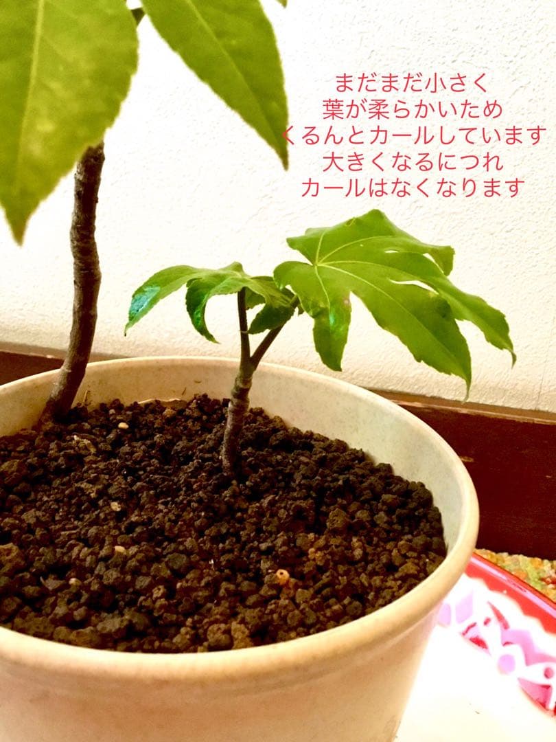 完売　　縁起木＊魔除け【ヤツデ/八つ手/天狗の団扇】天然野生育ち/2株/鉢植え