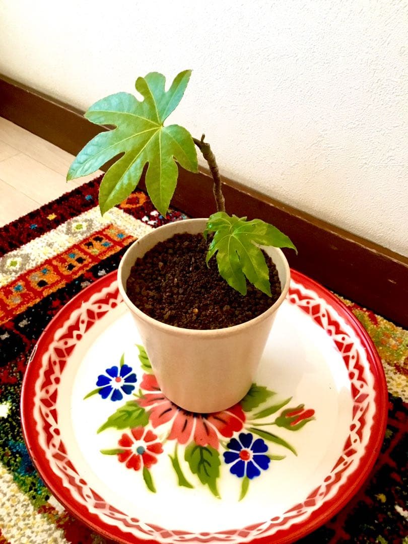 完売　　縁起木＊魔除け【ヤツデ/八つ手/天狗の団扇】天然野生育ち/2株/鉢植え