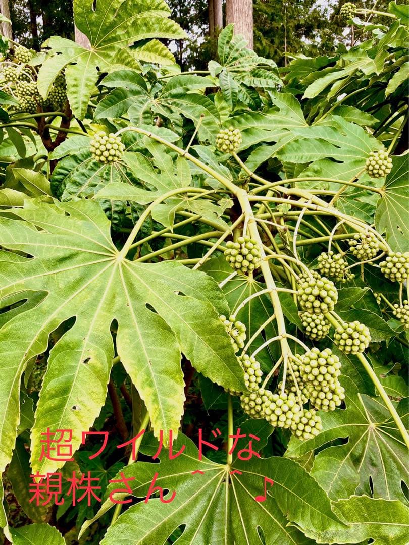 完売　　縁起木＊魔除け【ヤツデ/八つ手/天狗の団扇】天然野生育ち/2株/鉢植え