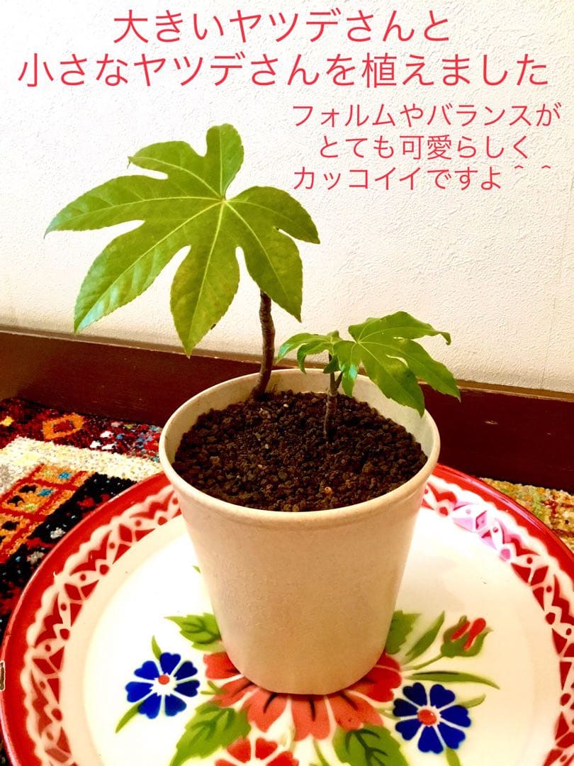 完売　　縁起木＊魔除け【ヤツデ/八つ手/天狗の団扇】天然野生育ち/2株/鉢植え