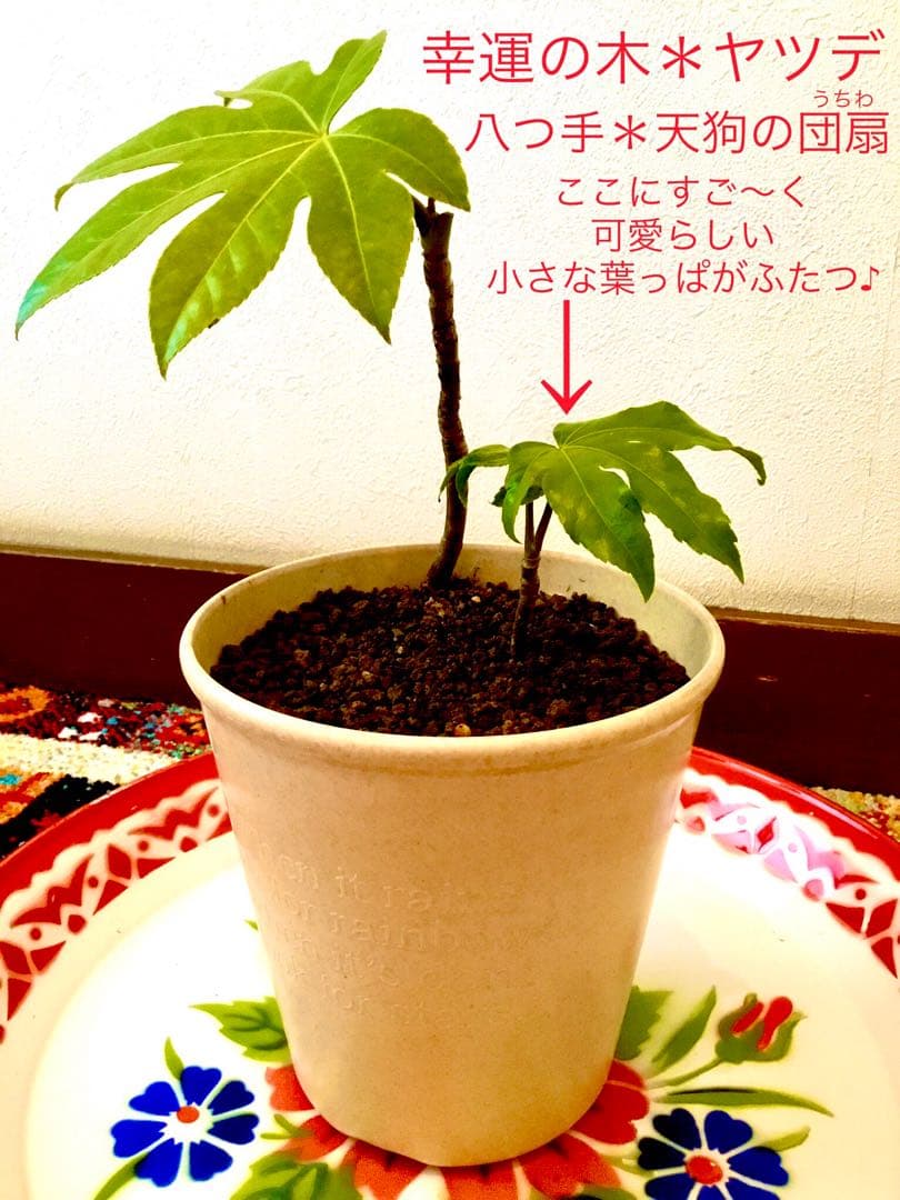 完売　　縁起木＊魔除け【ヤツデ/八つ手/天狗の団扇】天然野生育ち/2株/鉢植え