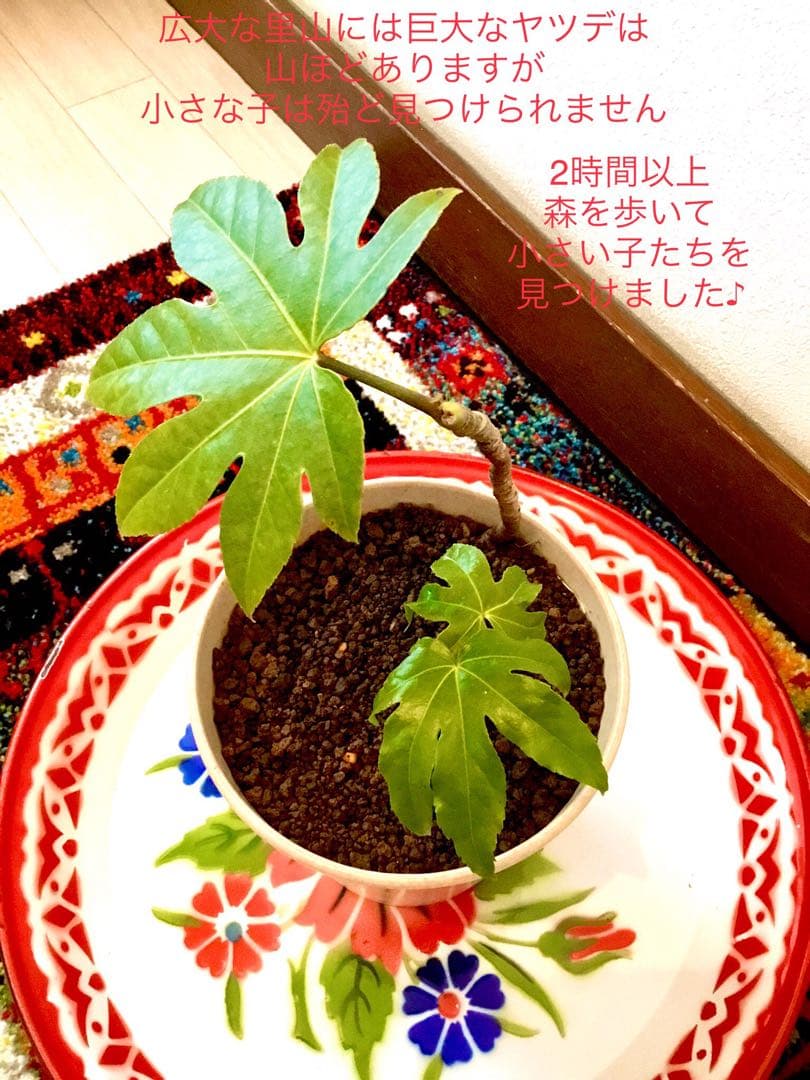 完売　　縁起木＊魔除け【ヤツデ/八つ手/天狗の団扇】天然野生育ち/2株/鉢植え