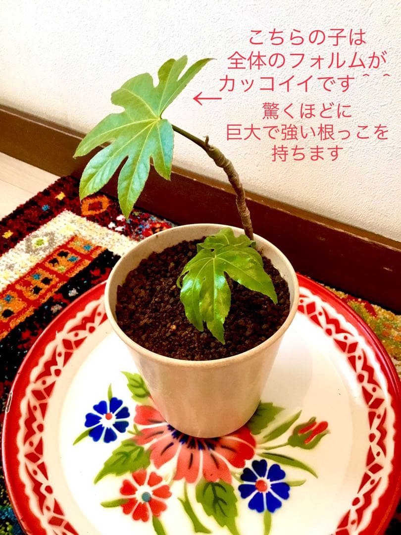 完売　　縁起木＊魔除け【ヤツデ/八つ手/天狗の団扇】天然野生育ち/2株/鉢植え